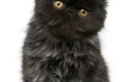gato-exotico-negro (1)