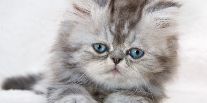 Portrait of fluffy kitten with blue eyes