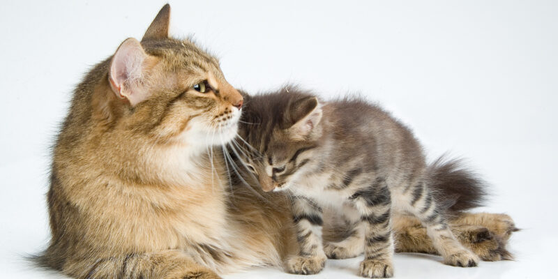 Cat And Kitten